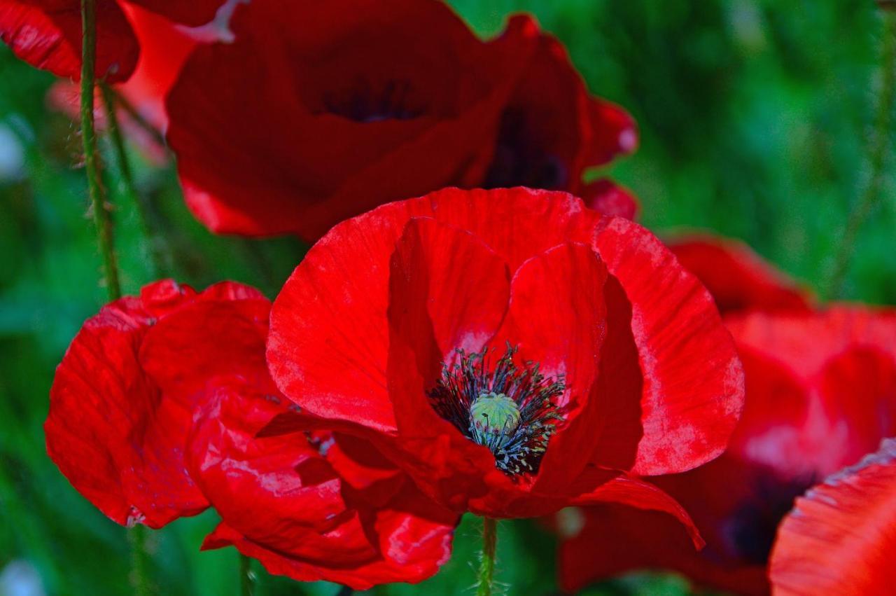 Poppy Flower Apartment Budapeste Exterior foto